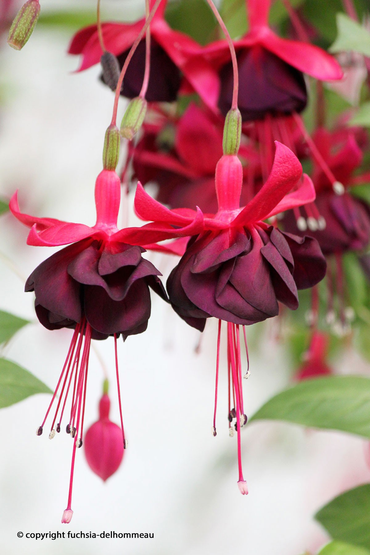 Fuchsia Delhommeau