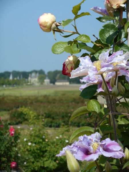 Les roses anciennes d'André Eve