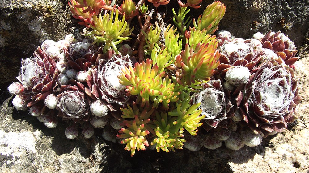 Sedum 'Angelina'.Senper.arachnoideum 'Montanum Rubrum'