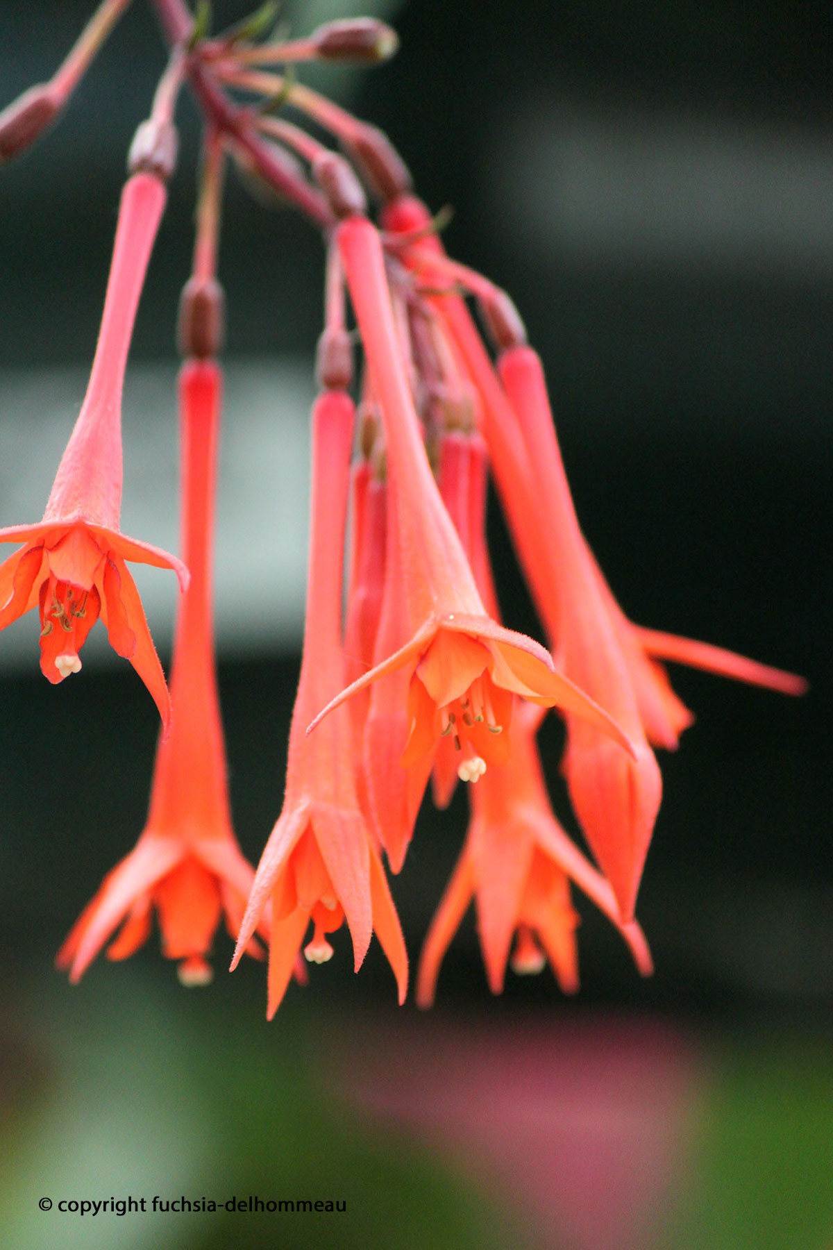 Fuchsia Delhommeau