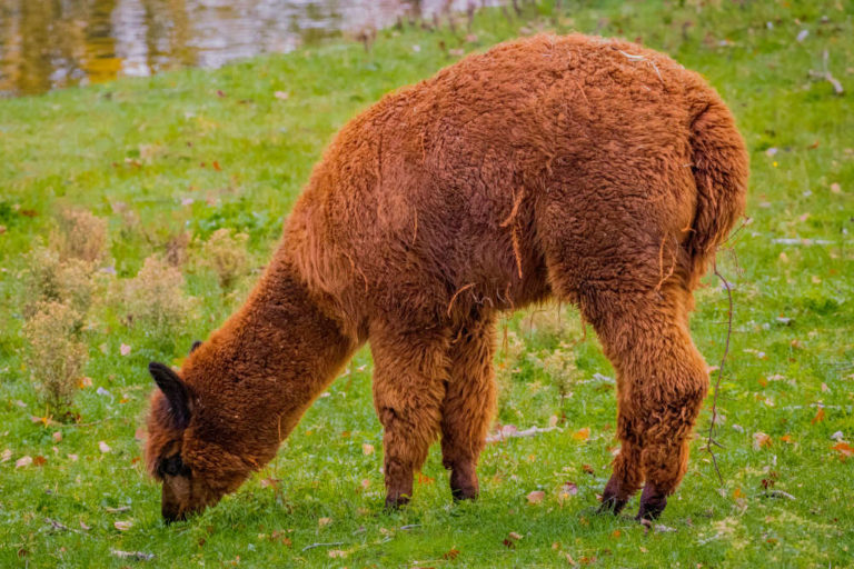 Les animaux des Pépinières du Val d'Erdre