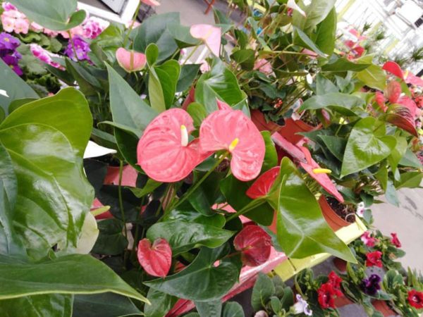 Les anthuriums de la serre chaude