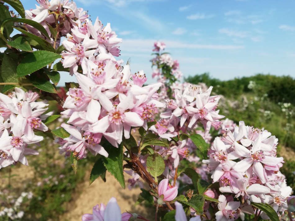 Arbustes à fleurs