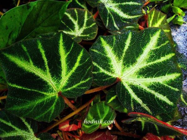 Plantes tropicales pépinière Hodnik