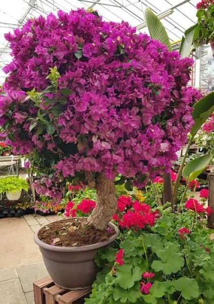 Bougainvilliers boules