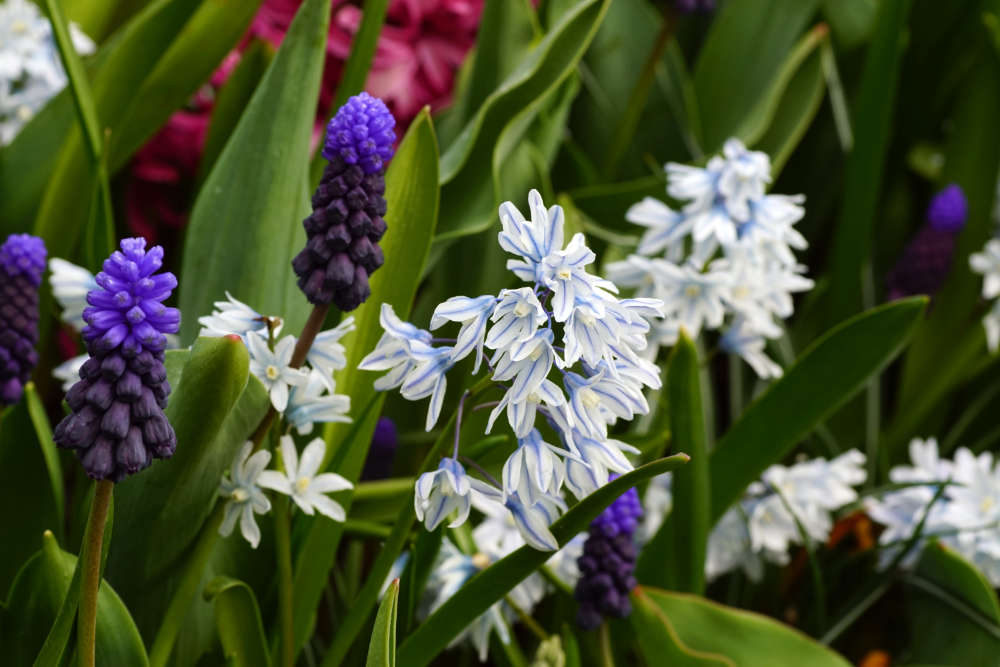 Bulbes à fleurs bio