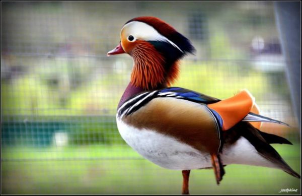 Canard mandarin