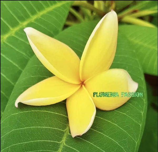 Plumeria Canari