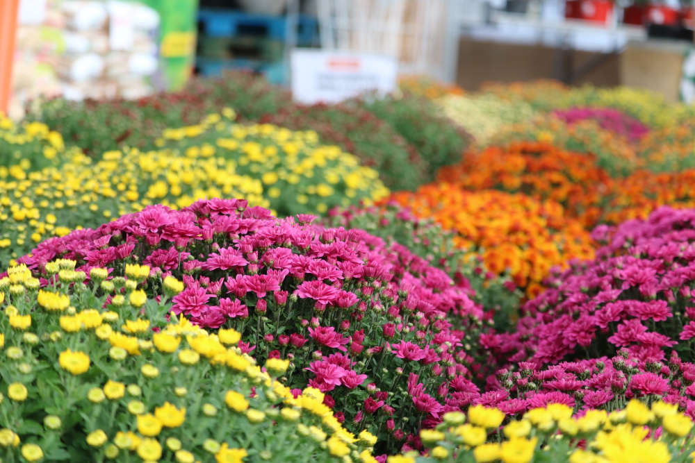 Les chrysanthèmes de la Jardinerie Jardin de la belle idée