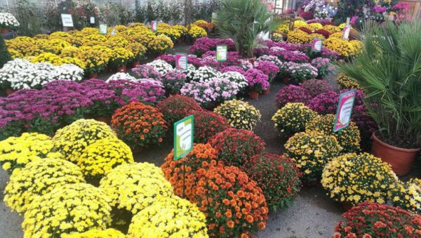 Les chrysanthèmes du Jardin des Saules