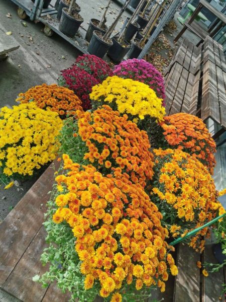 Les chrysanthèmes de Lecerre Fleurs