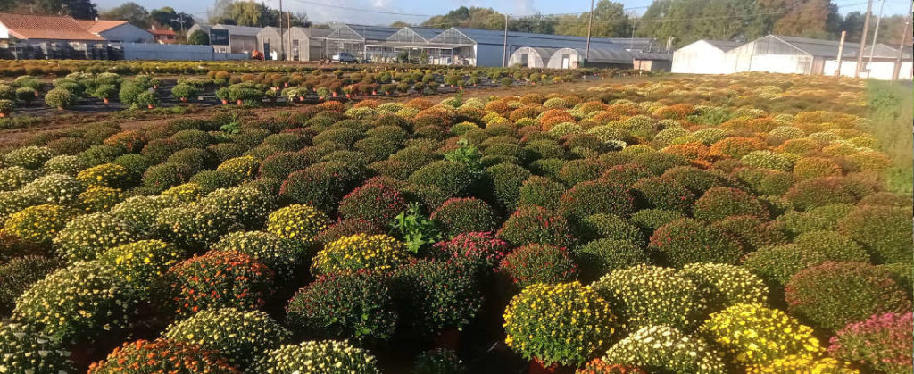 Les chrysanthèmes du Val Fleuri