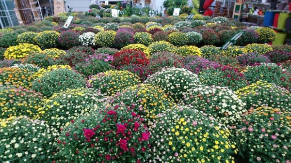 Les plantes fleuries de saisons