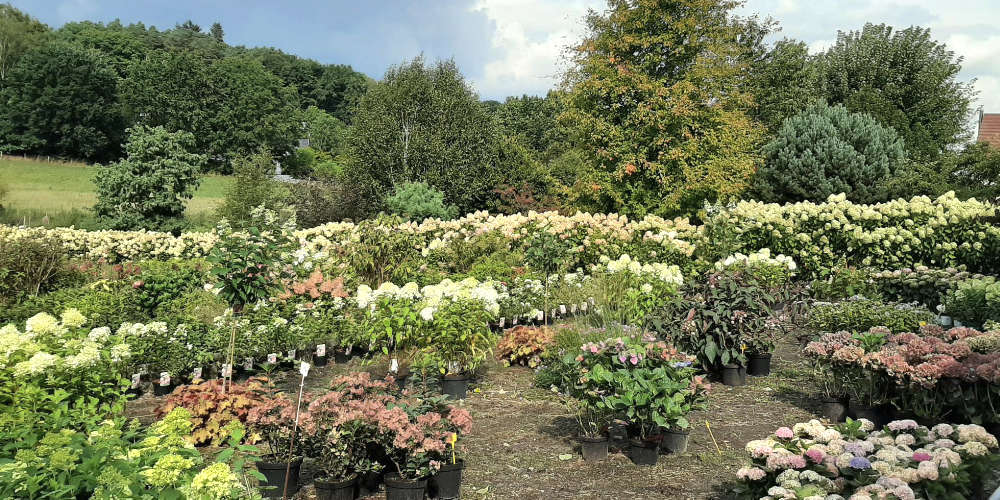 Collection d'hydrangeas de la Pépinière de la Thyle