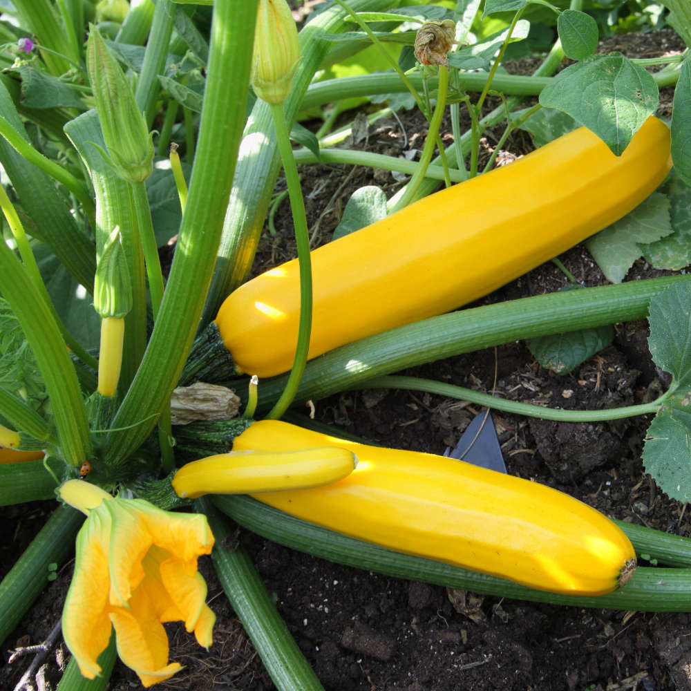 La cueillette chez Horti Sologne