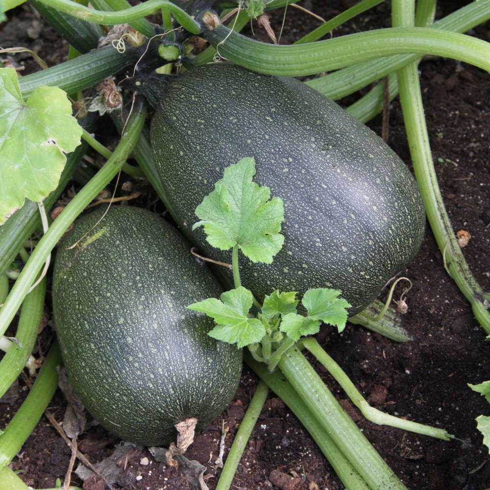 La cueillette chez Horti Sologne