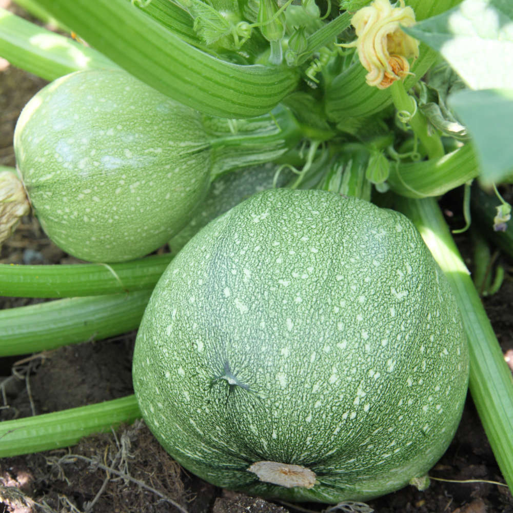 La cueillette chez Horti Sologne