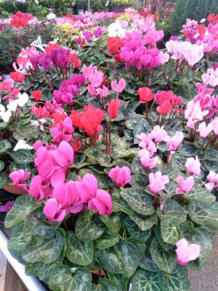 Les cyclamens