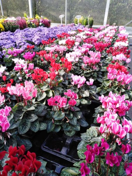 Production de cyclamens