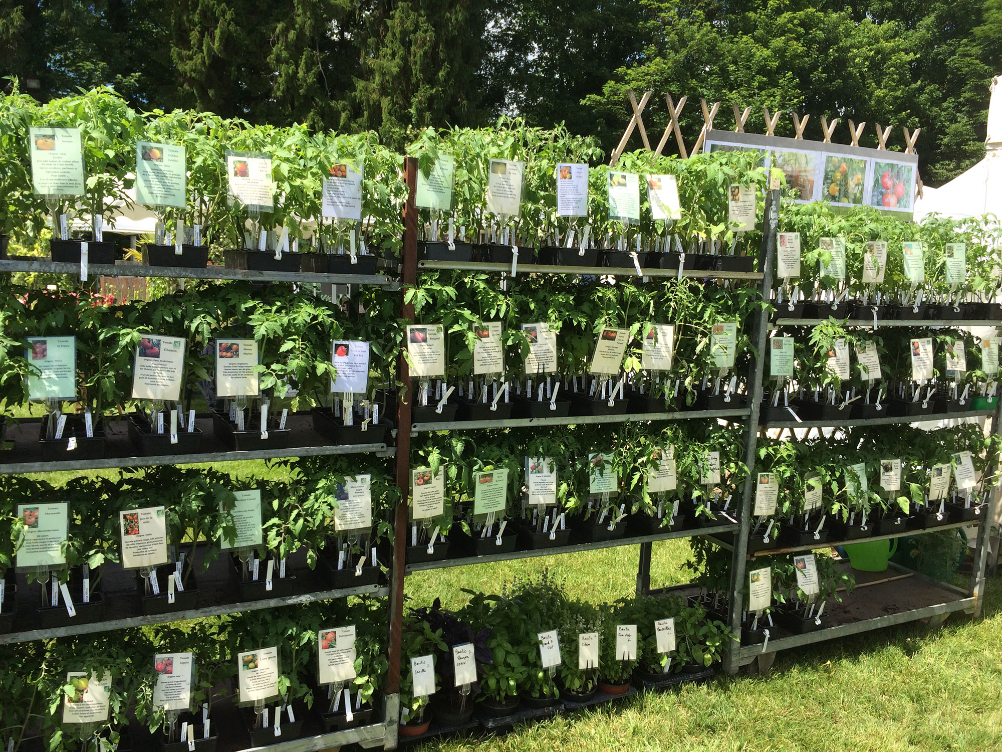 Tomates des Jardins d'Ollivier