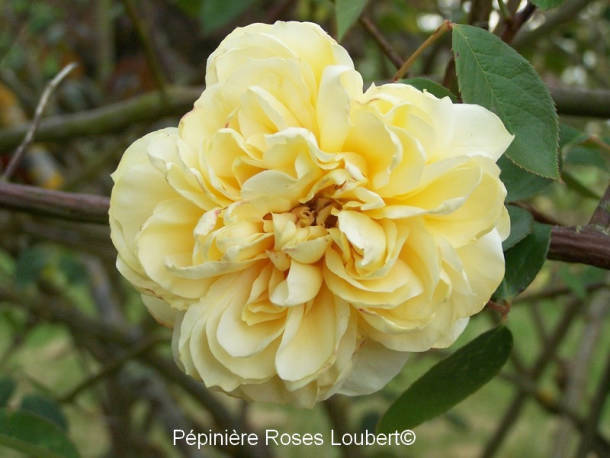 Duchesse Auerstadt