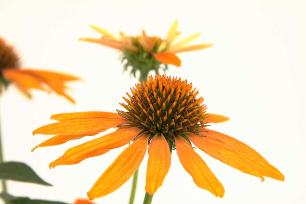 Fleurs d'Horti Sologne