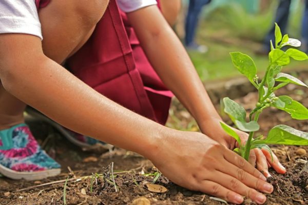 Fiches pratiques du jardin et du potager