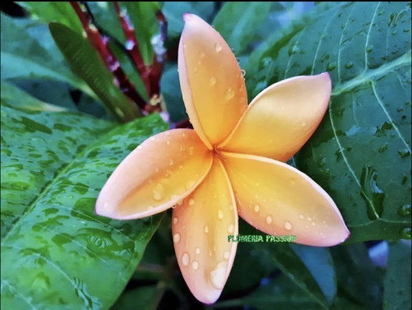 Plumeria Fidji