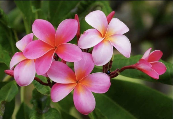 Fleurs de frangipanier