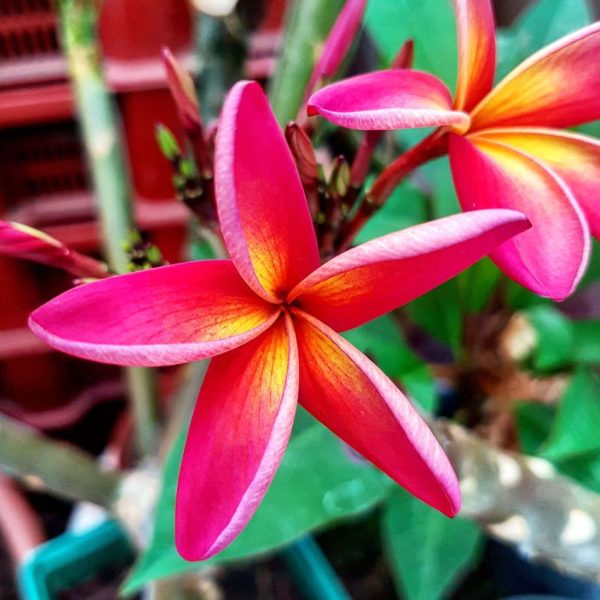 Frangipanier de Plumeria Passion