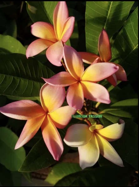 Fleurs de plumeria