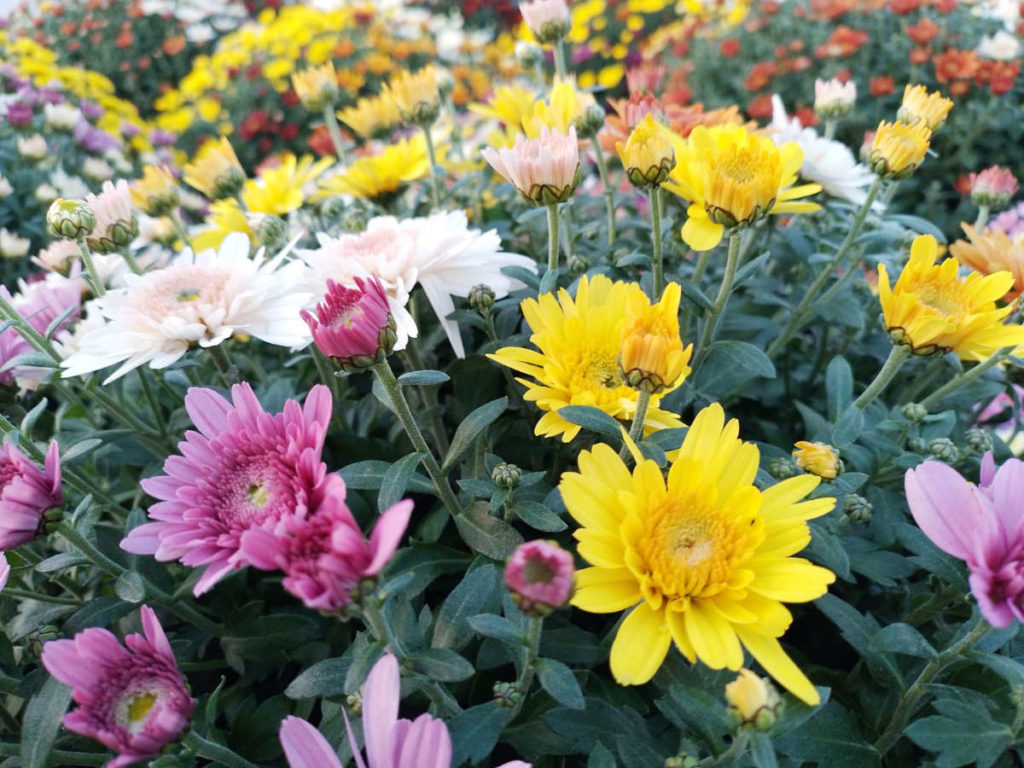 Fleurs de saison des Pépinières Bourinet