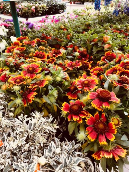 Les plantes fleuries de la Serre de Thionville