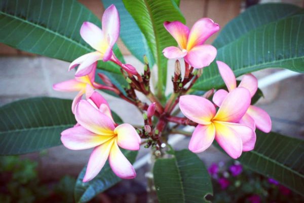 Frangipanier de Plumeria Passion