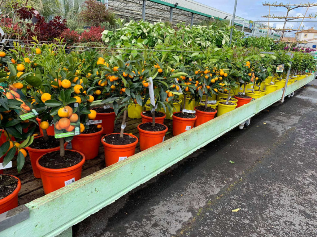 Les fruitiers de la Jardinerie Jaïa Béziers