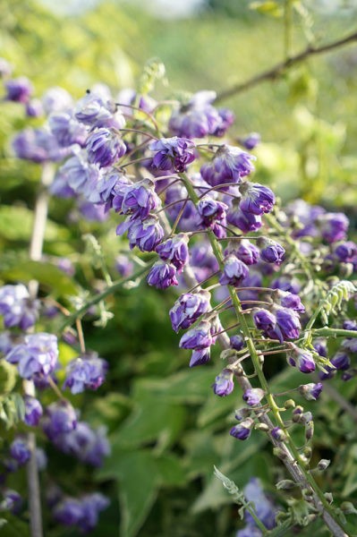 Pépinières Javoy Plantes