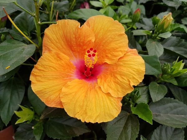 Hibiscus