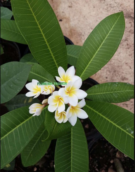 Plumeria Honolulu