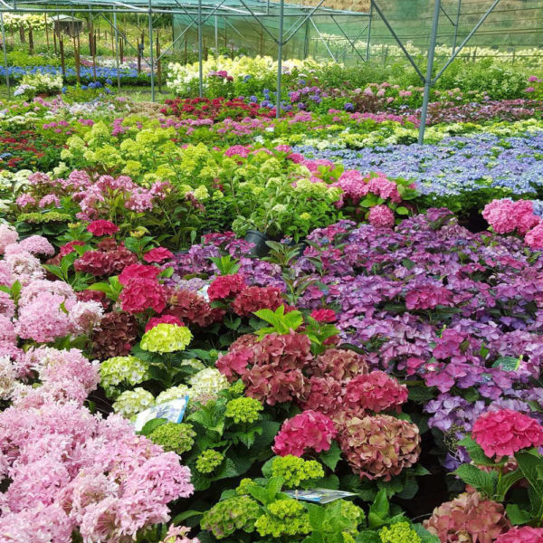 Les hortensias de la Pépinière de la Thyle