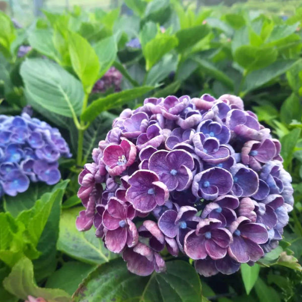 Hydrangea Pépinière de la Thyle