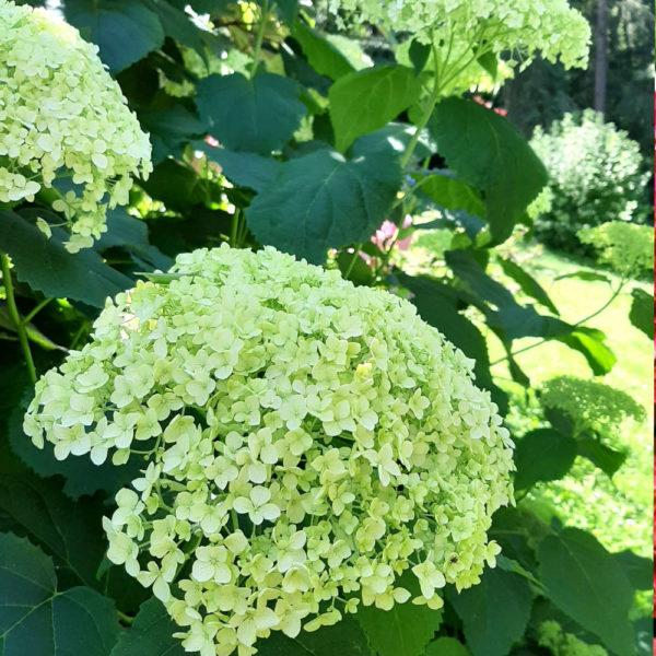 Hydrangea Macrophylla