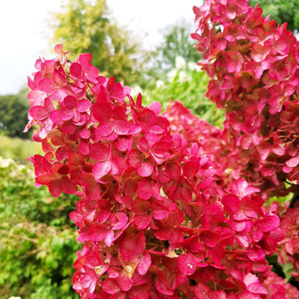 Hydrangea Paniculata