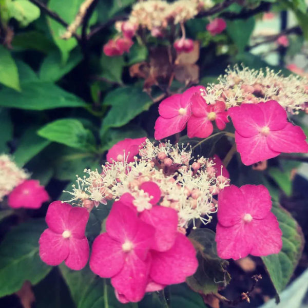 Hydrangea Pépinière de la Thyle