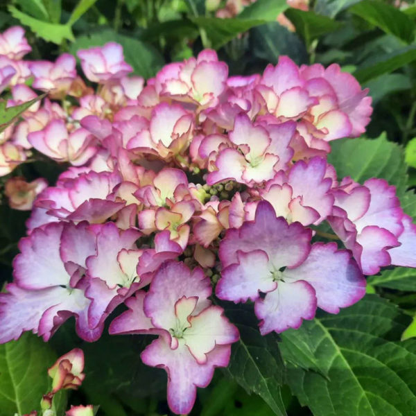 Hydrangea Pépinière de la Thyle