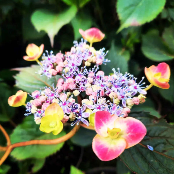 Hydrangea Pépinière de la Thyle