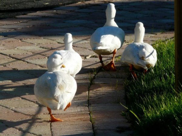 Canards en liberté