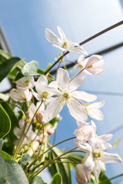 Pépinières Javoy Plantes