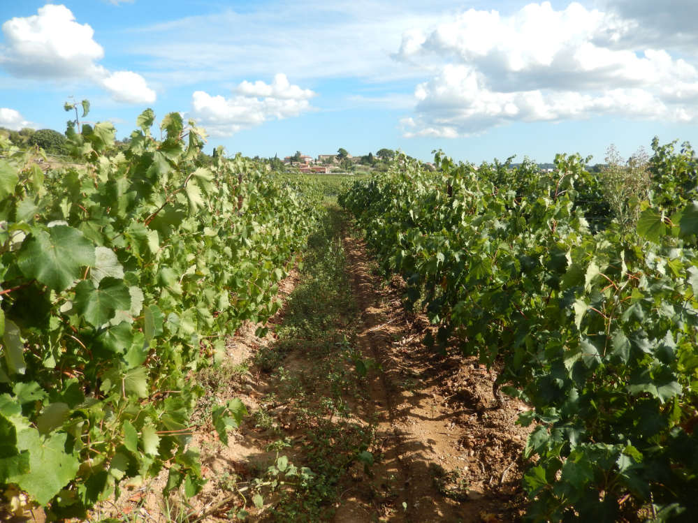 Le vignoble Viticabrol