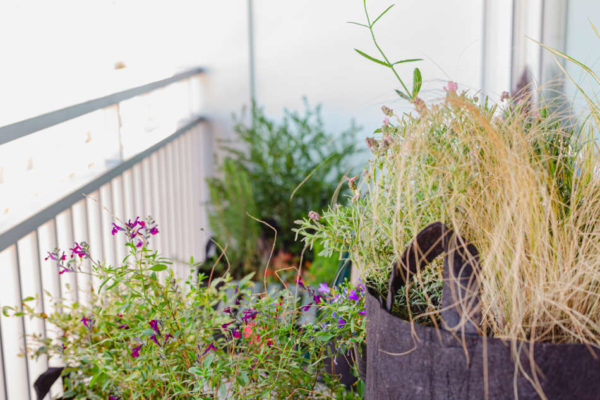 Les plantes de producteur dénichées par Un Balcon en Ville