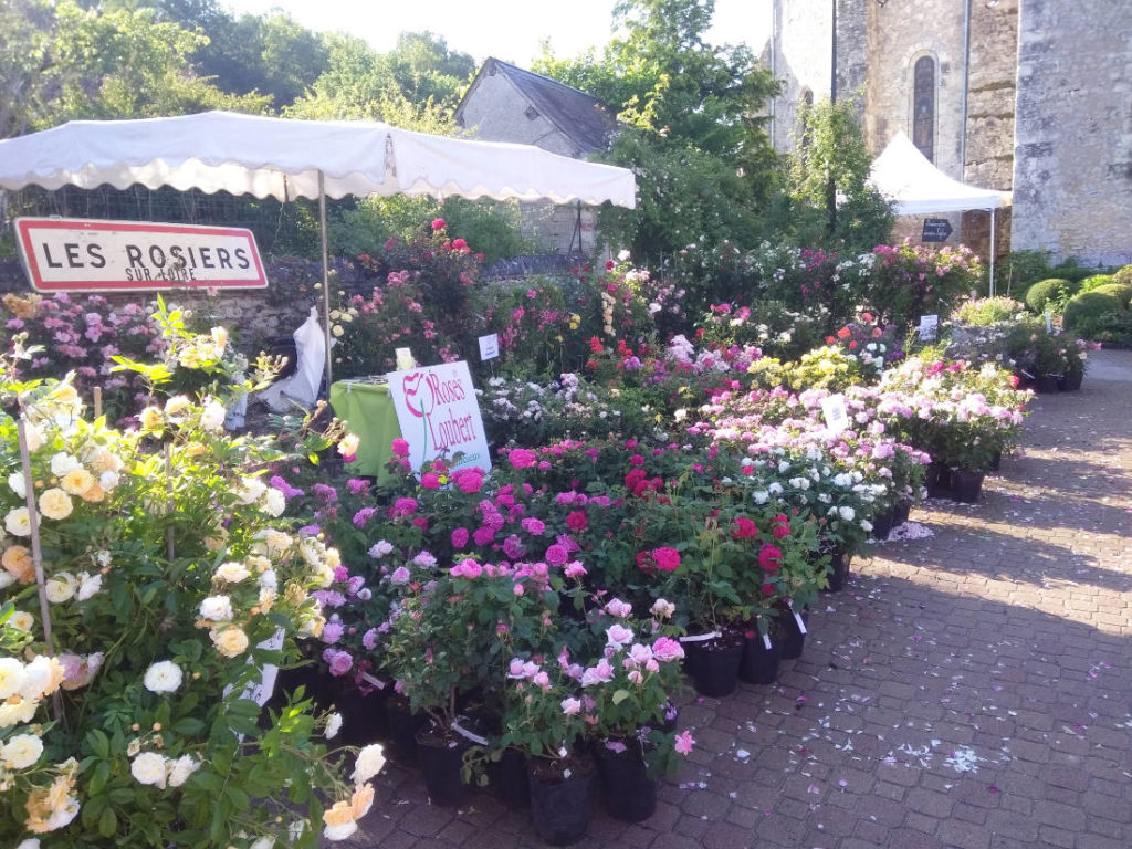 Les rosiers sur Loire